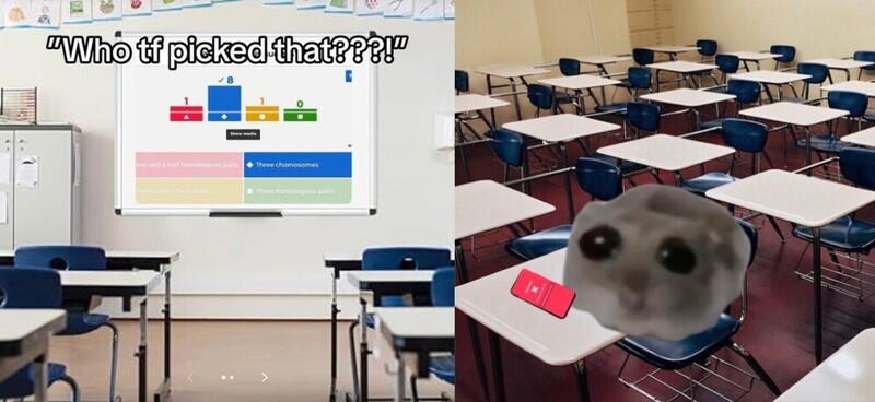 tiktok trends - hamster trend